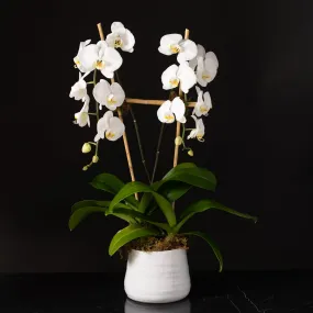 Orchid Planter -Single